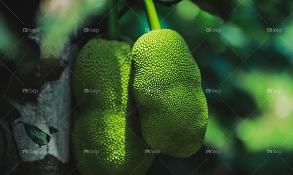 Jackfruit..the big fruit of kerala 