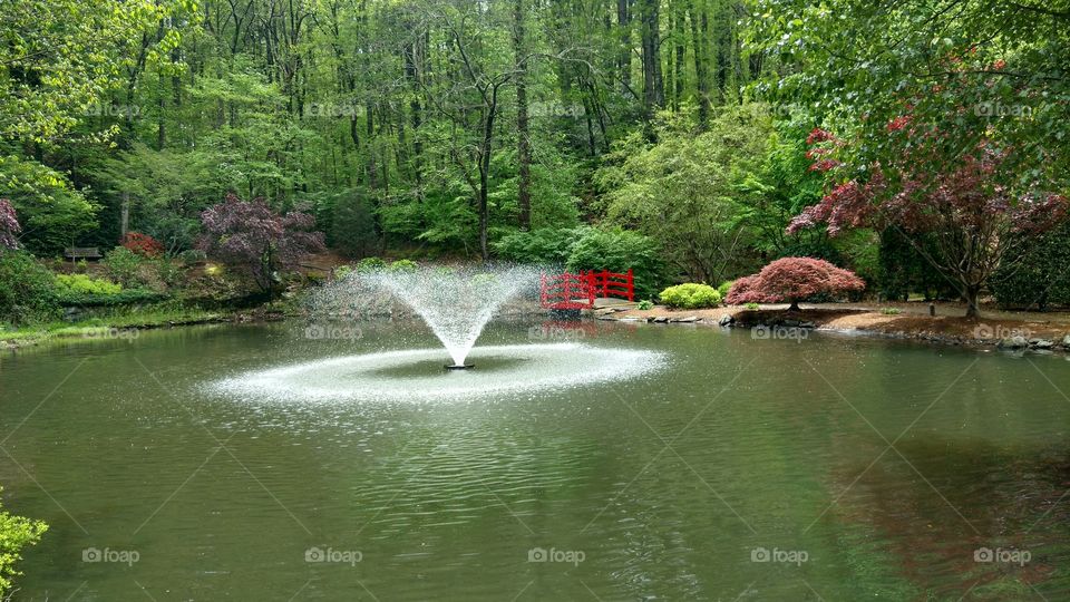 Water, Nature, Wood, Tree, Park