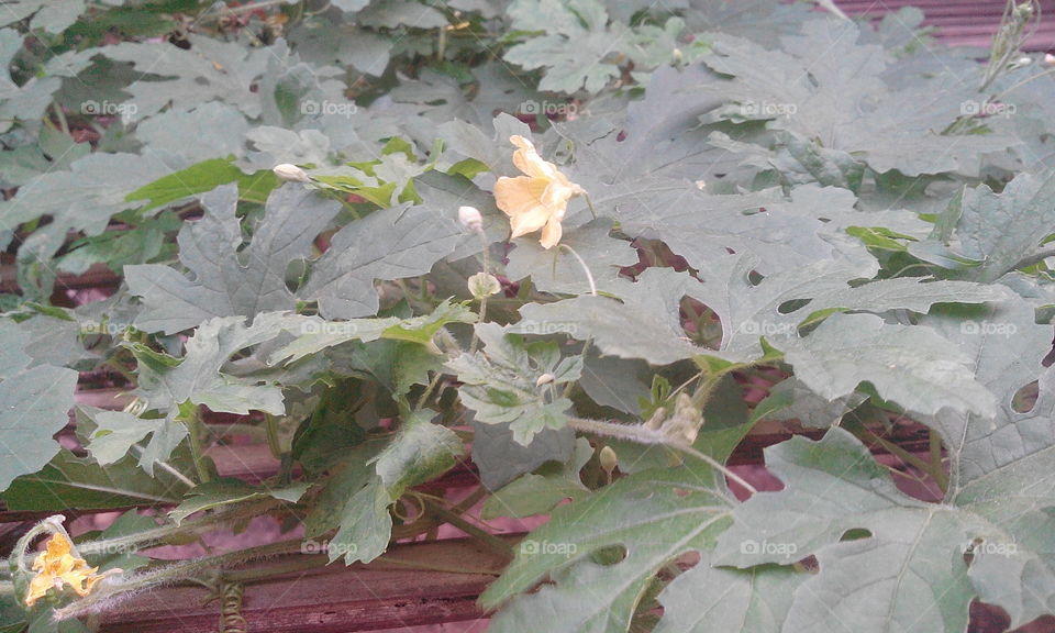 bitter gourd plant