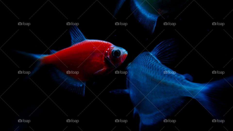 The view of Glofish that can glow in the dark is a genetically modified ornamental fish from Zebra Fish which is created from various species, namely Danio Rerio, Gymnocorymbus ternetzi and so on.