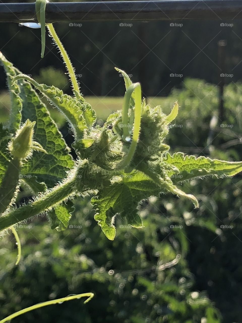 Garden plants