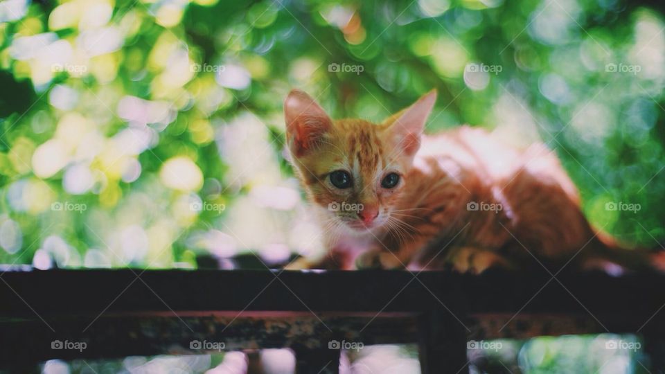 orange cat