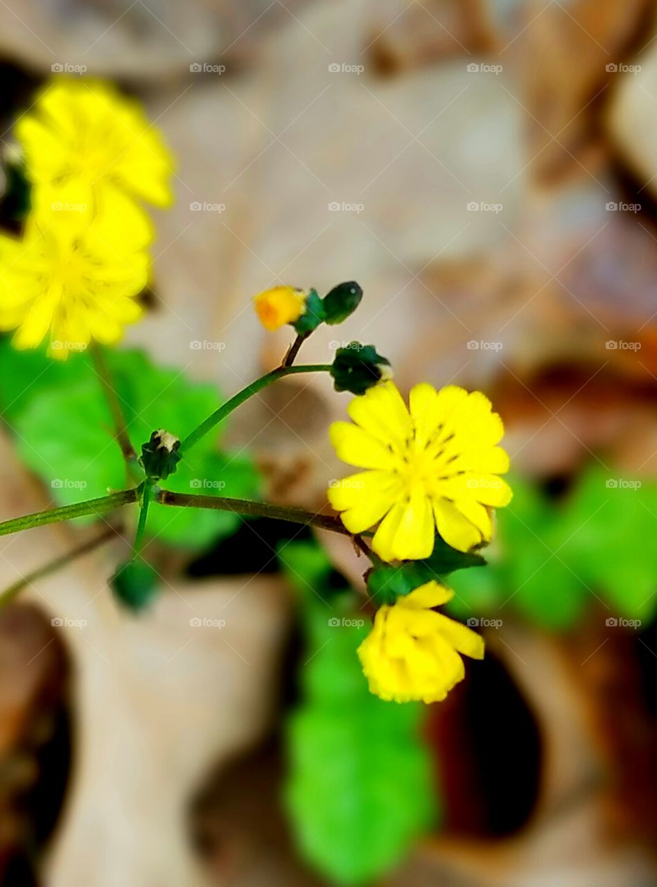 weeds springing up in bloom in winter.  south Carolina