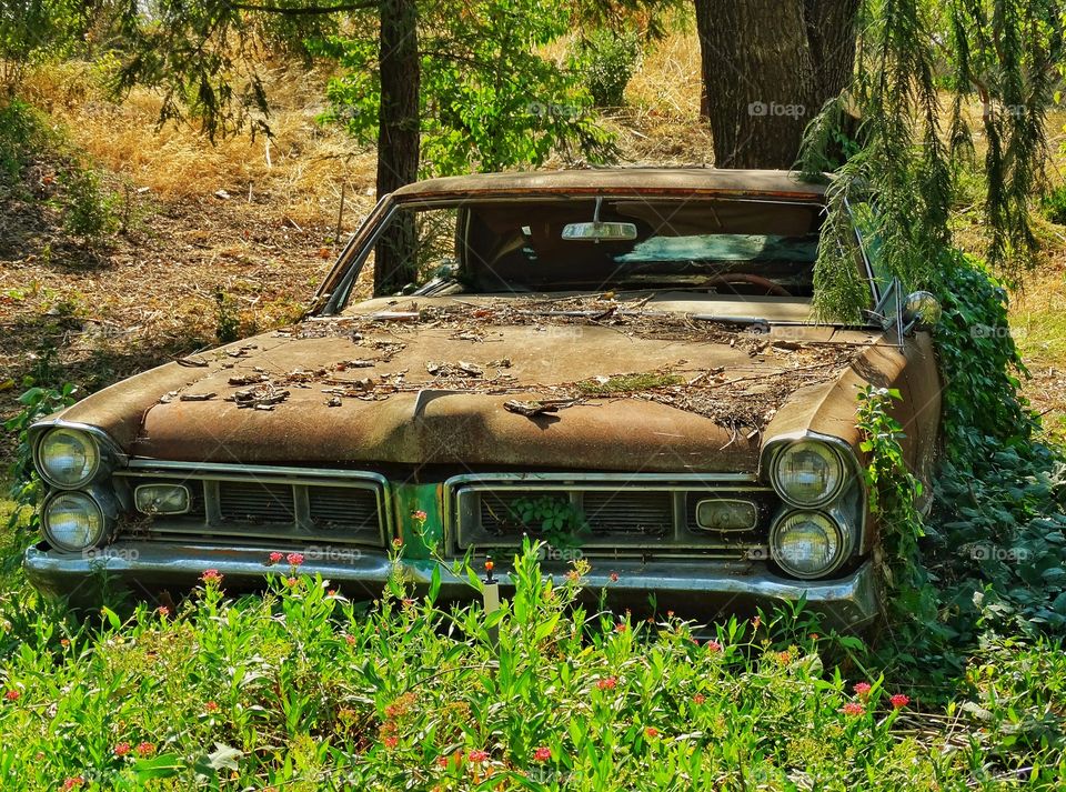 Rusty Old Car. Derelict Old Car Overgrown With Vines In A Garden
