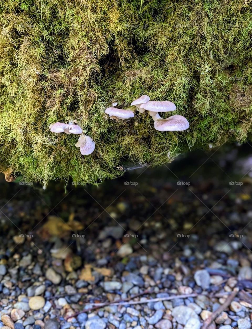 mushrooms growing out by green moss along the creek river, water mushrooms, river rocks