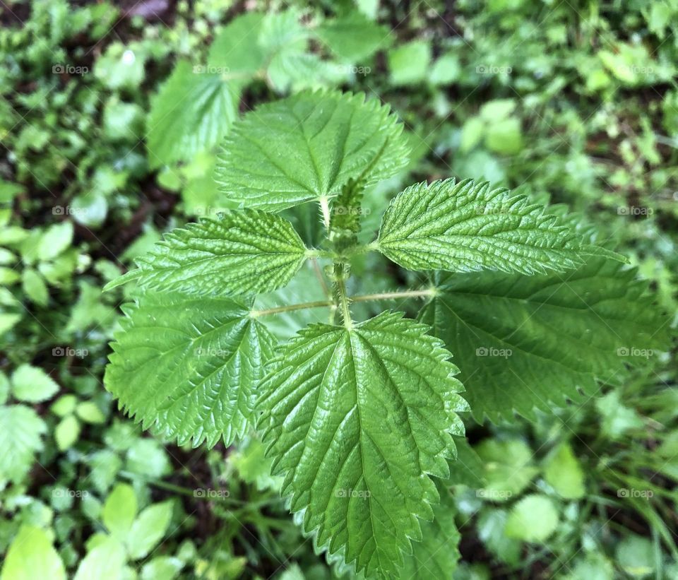 Bright Green Stinging Nettle in the Forest