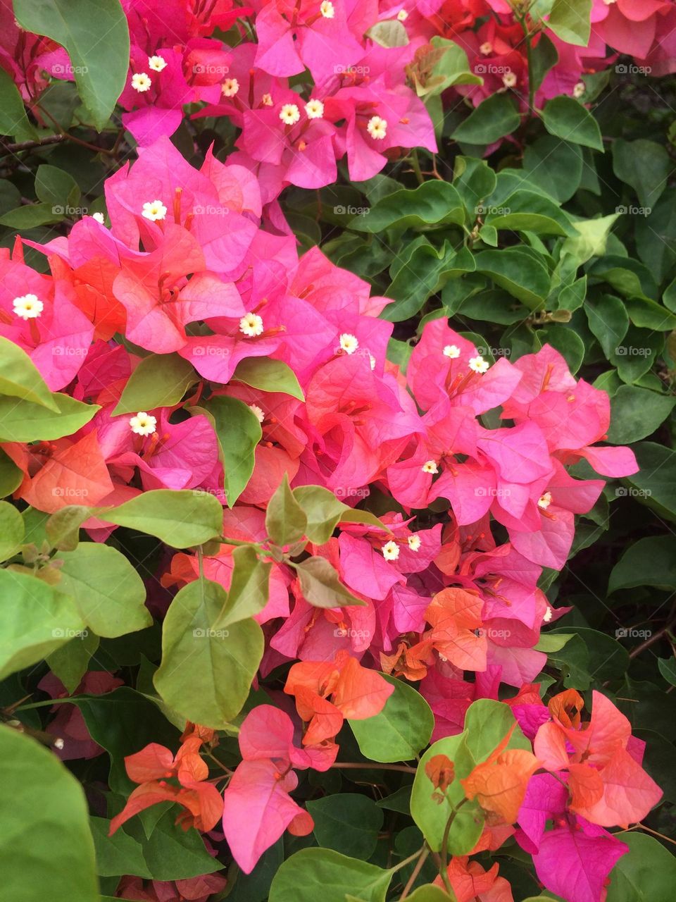Springtime Bougainvillea 