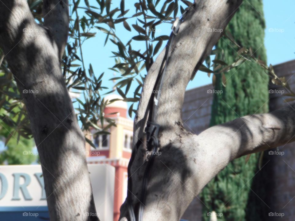 Looking . Looking forward 