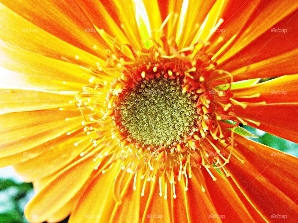 A Gerbera Flower