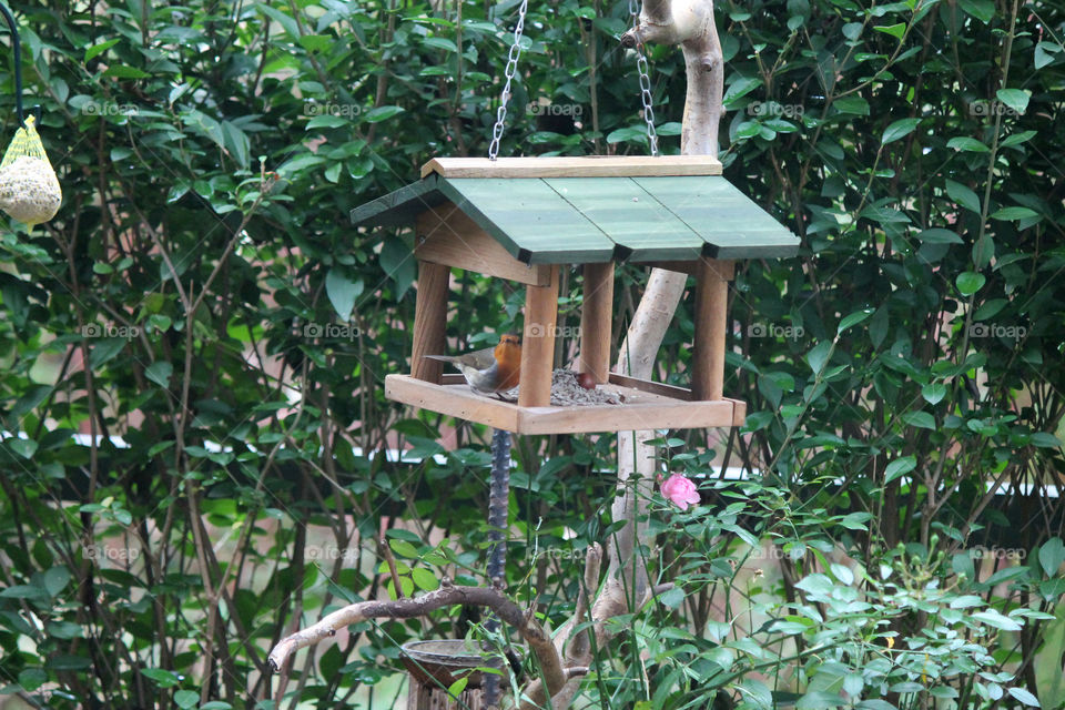 Robins in the bird house