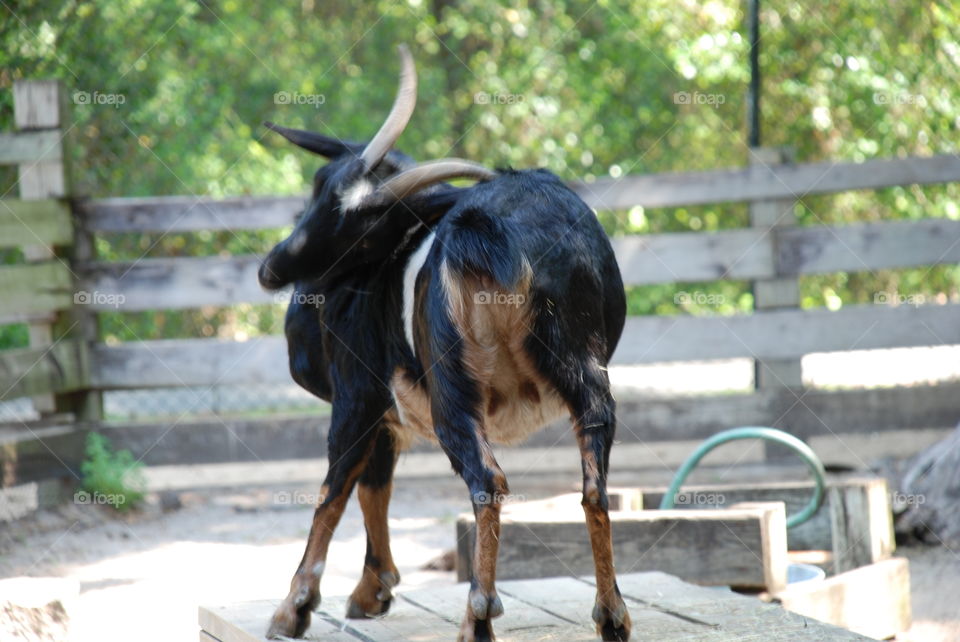 Ornery Stubborn Goat Scratchig