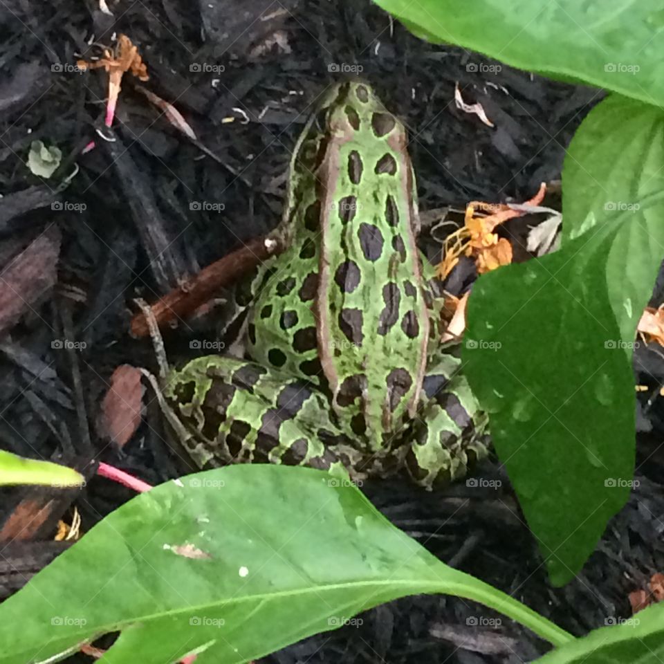 " Northern Leopard frog" in my garden. They are quite popular in Ontario and Quebec.  
Nice camouflage! 😉