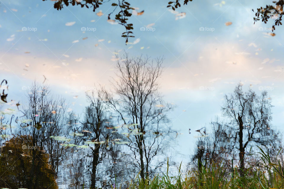 Trees reflection in the pond in autumn.