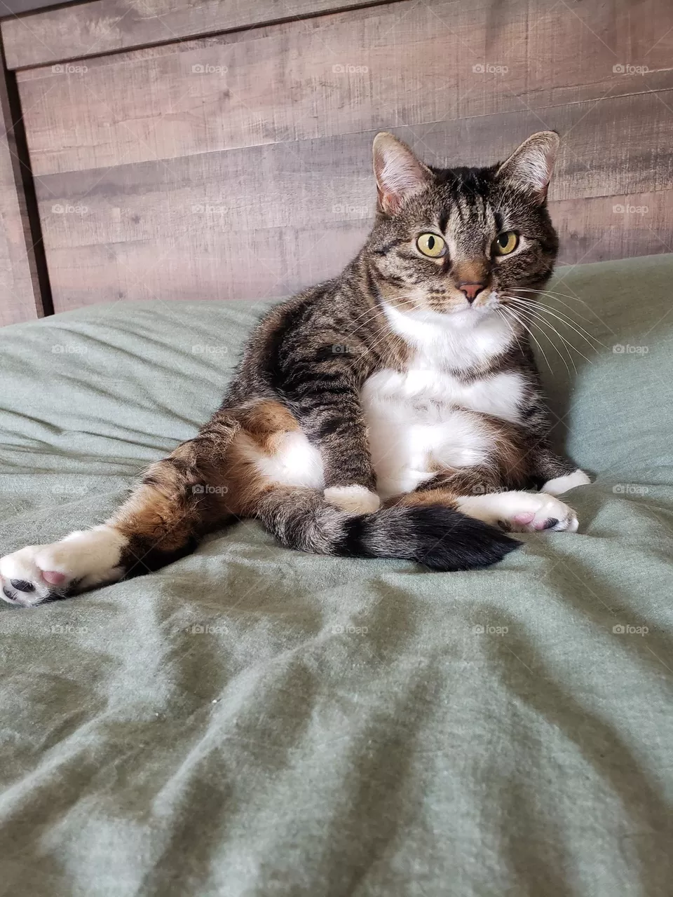 caught cat