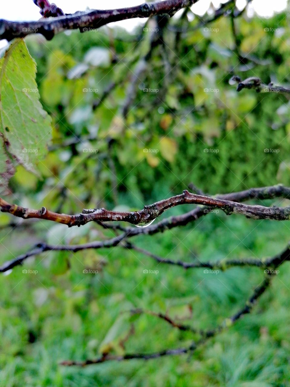 Raindrops on twig