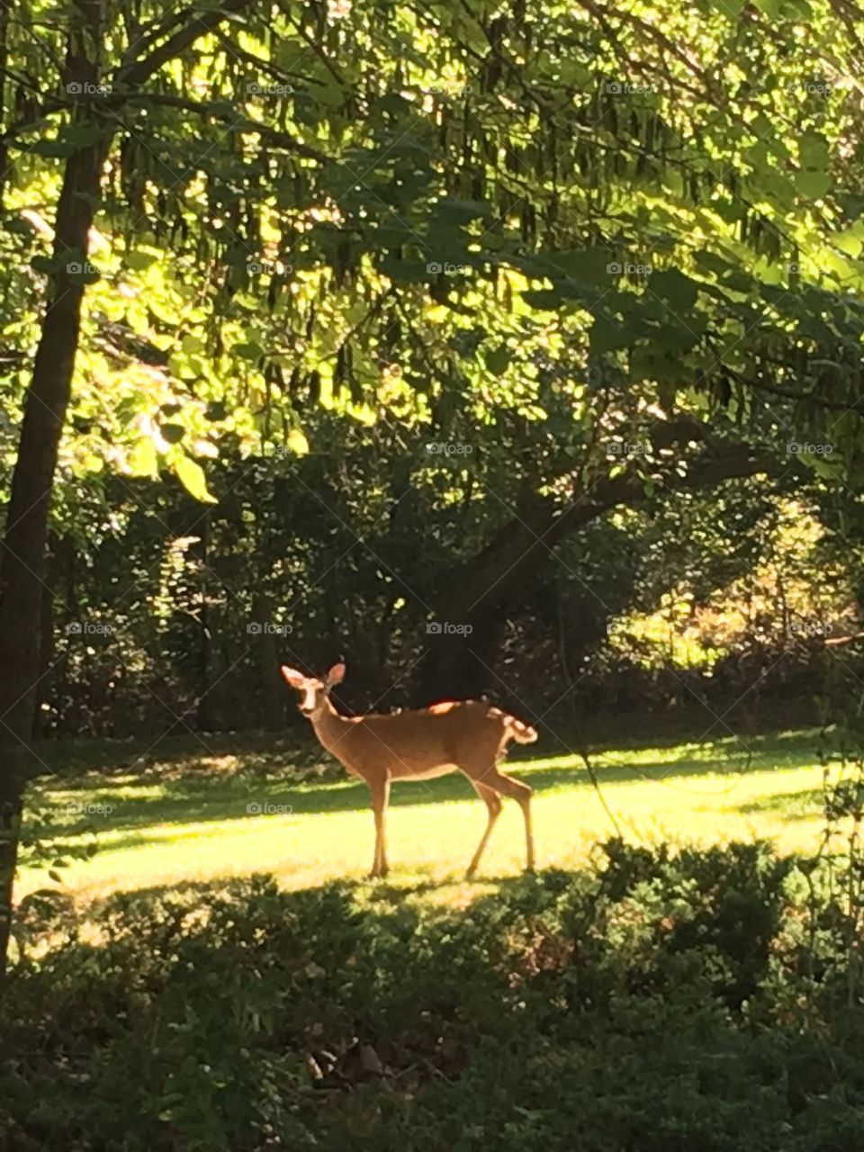 A beautiful doe just keeps looking while she grazes on leaves and grass. She not to afraid.