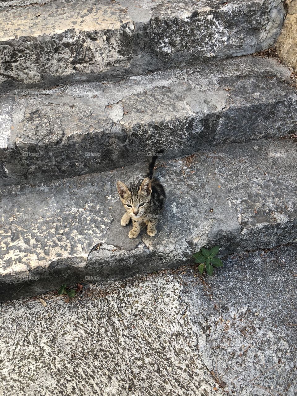Cutest little kitten sitting looking up while sitting on a staircase