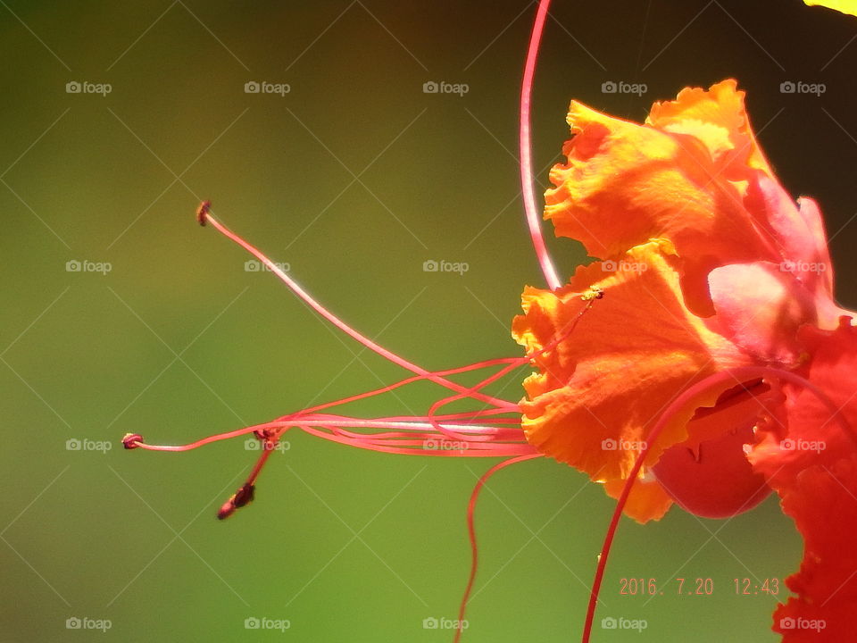 Yellow and red flowers with long stamens against blurred green background.