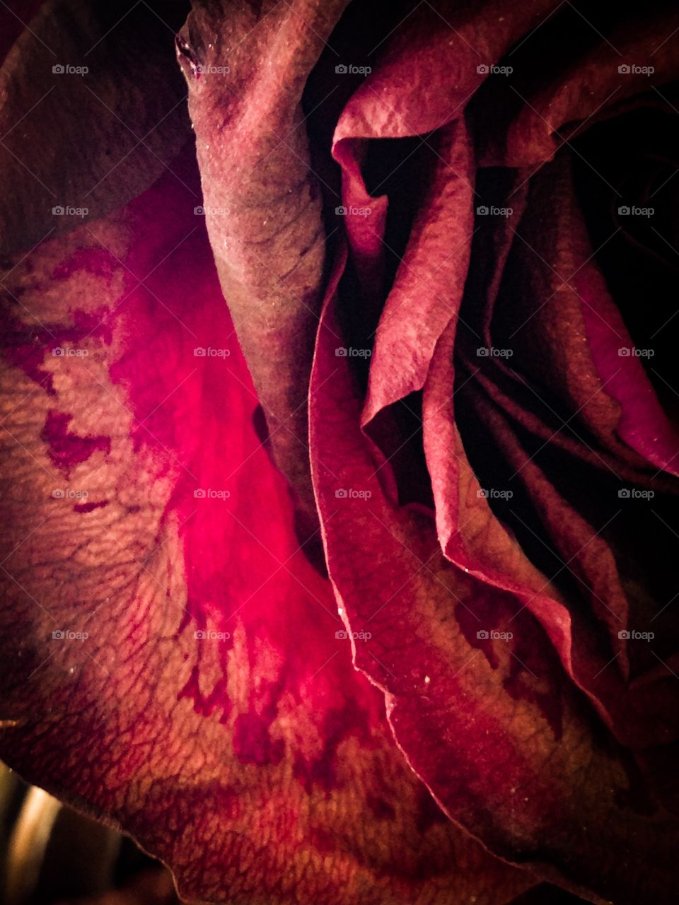 Vintage rose in red (abstract)