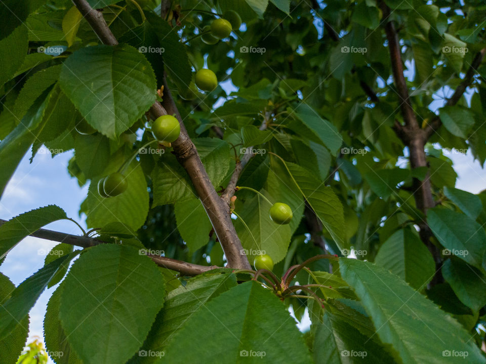 Cherry tree, branches, green berries. Evening before sunset.