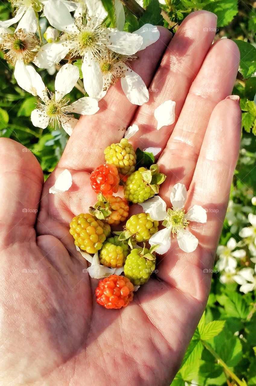 hand holding wild berries and their flowers outdoors in sun
