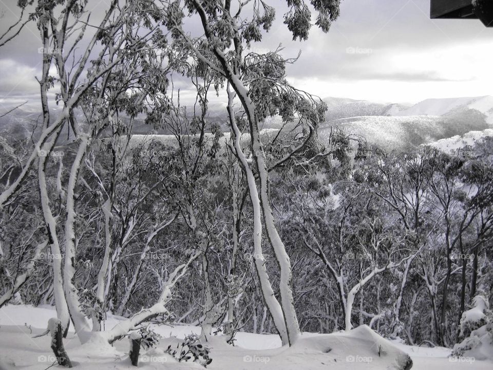 Snowy trees
