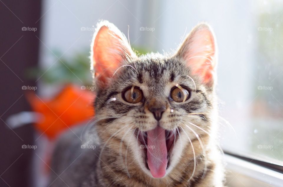 Striped kitten yawning