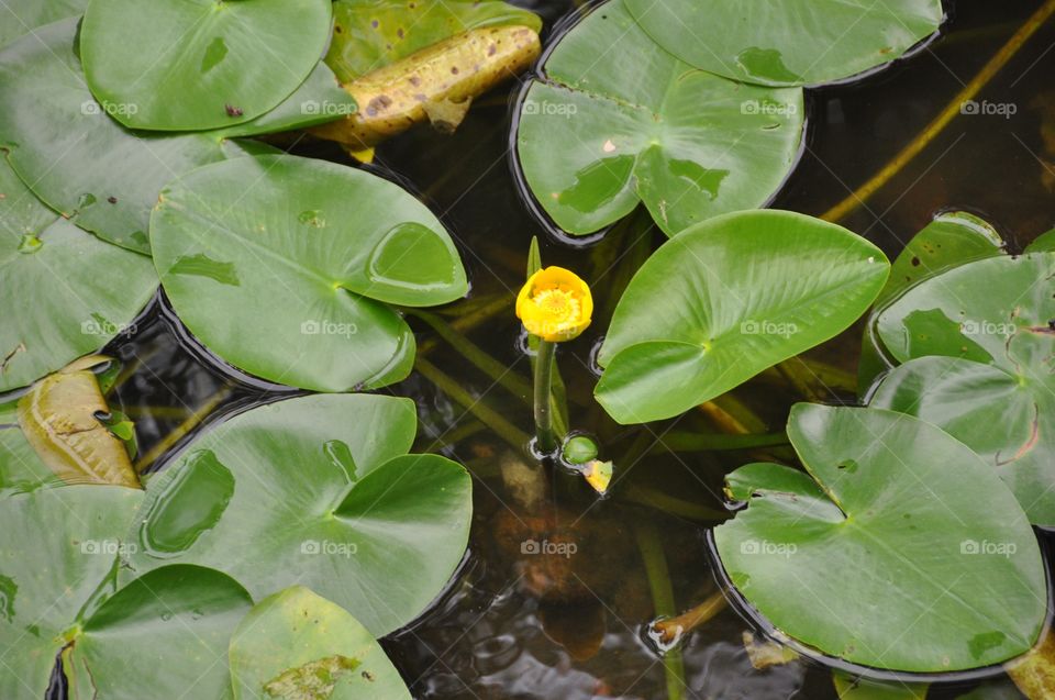 Simple yellow water lily 