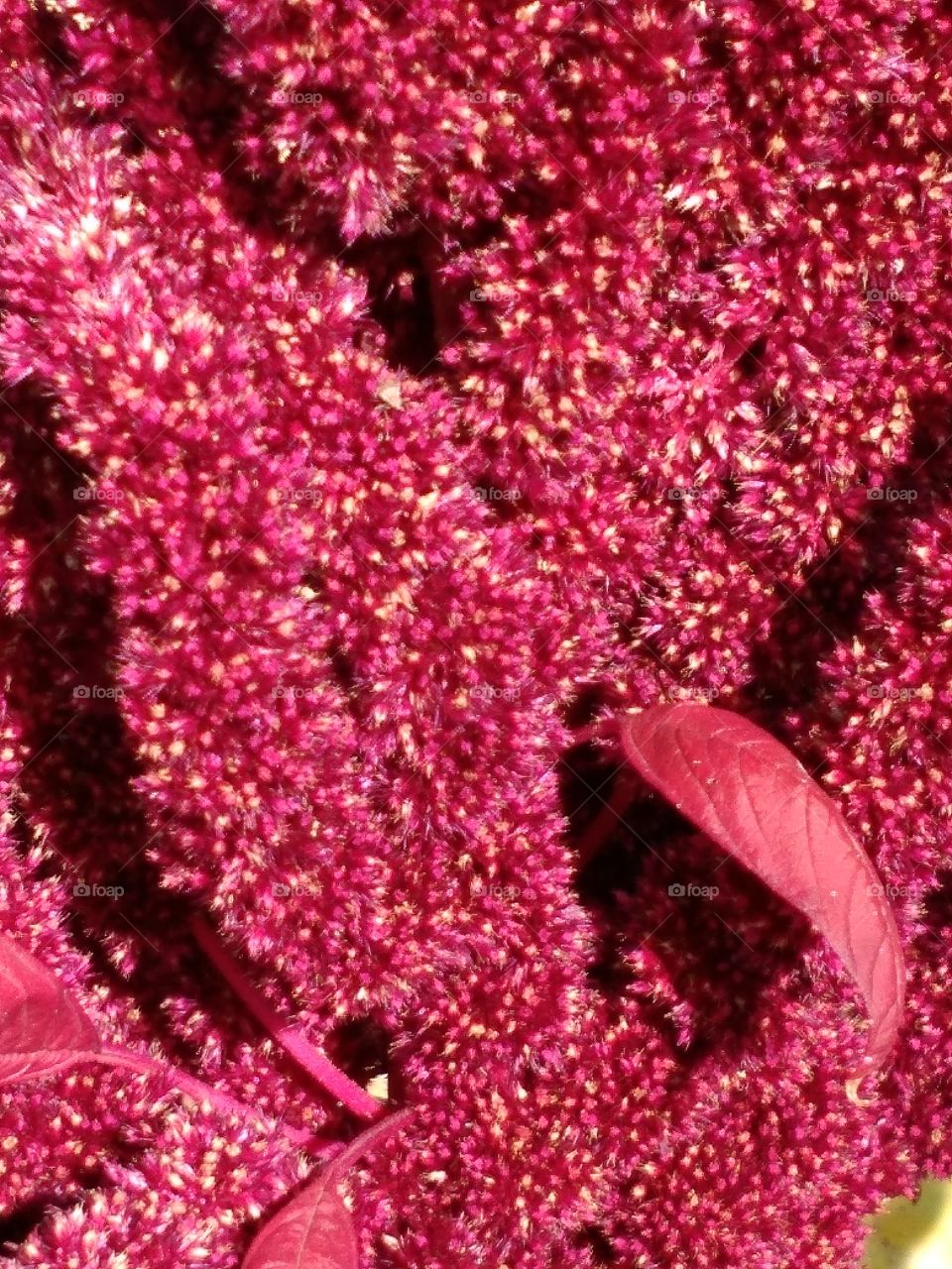 Red Puff Flower