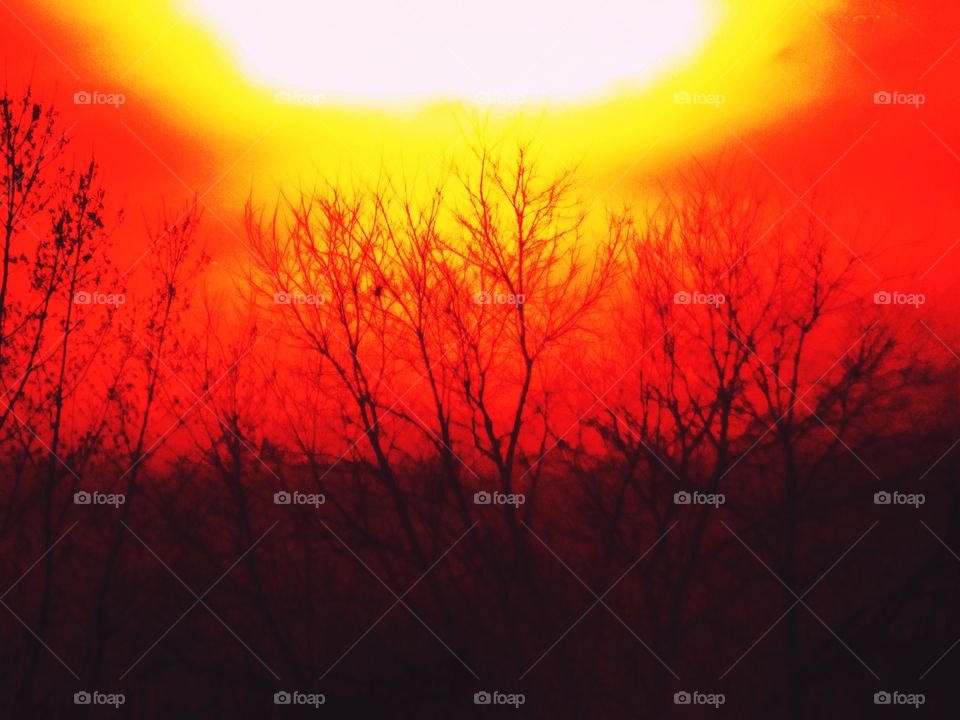 Beautiful sky with the trees in Indiana 