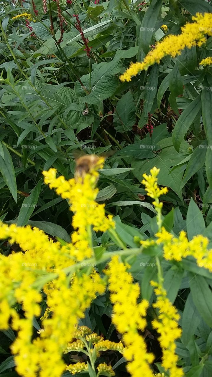 Bubble Bee on wild flower