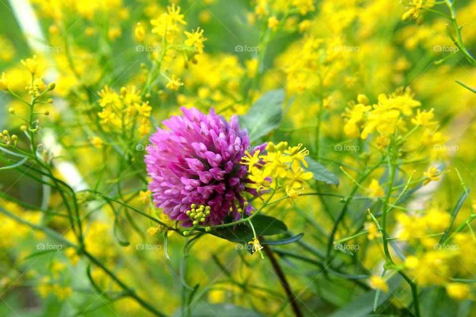 Complementary Colors, Flower