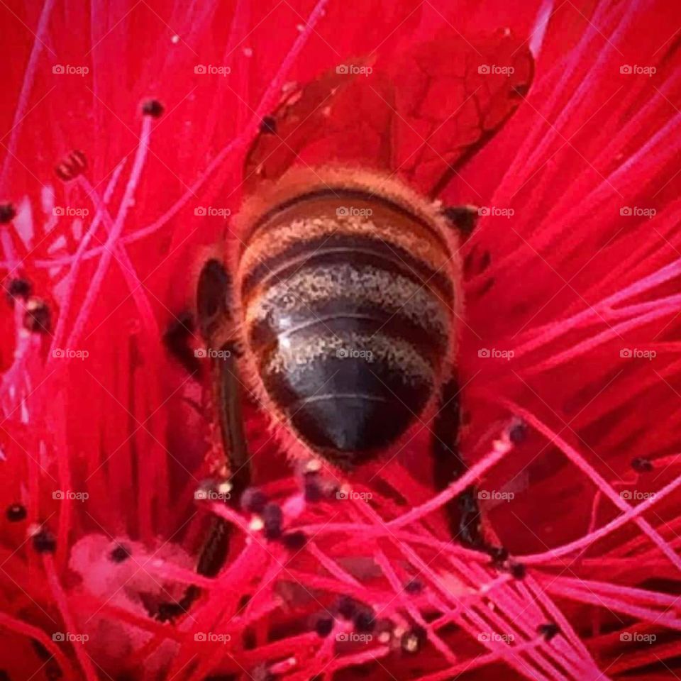 Rear view of a honey bee headfirst in a red powder puff or calliandra blossom foraging for nectar and pollen.