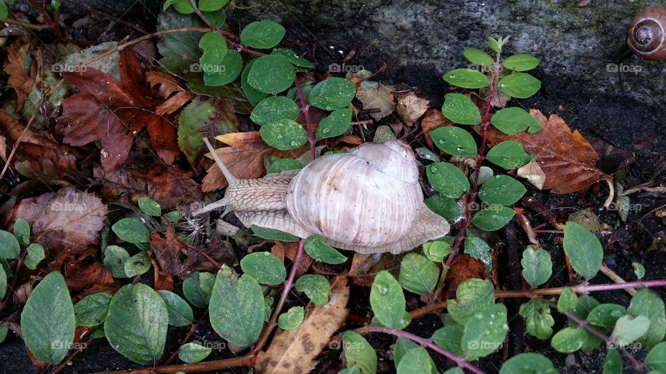 snail. The last summerday