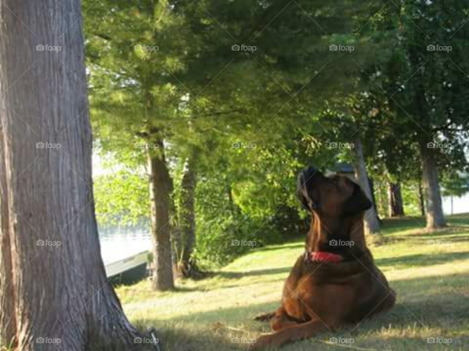Rocky waiting for a squirrel to come down the tree.