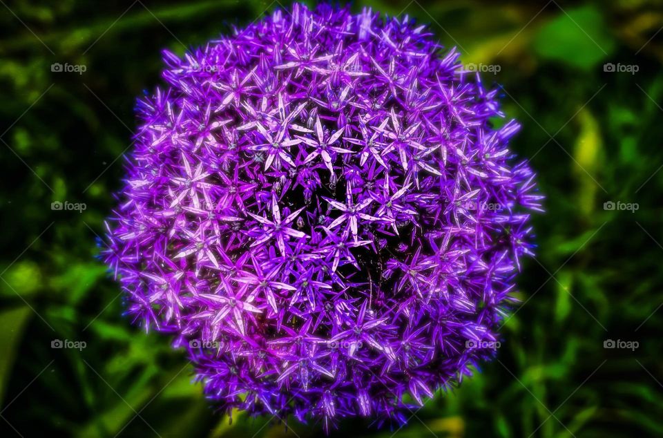 A purple spring flowers