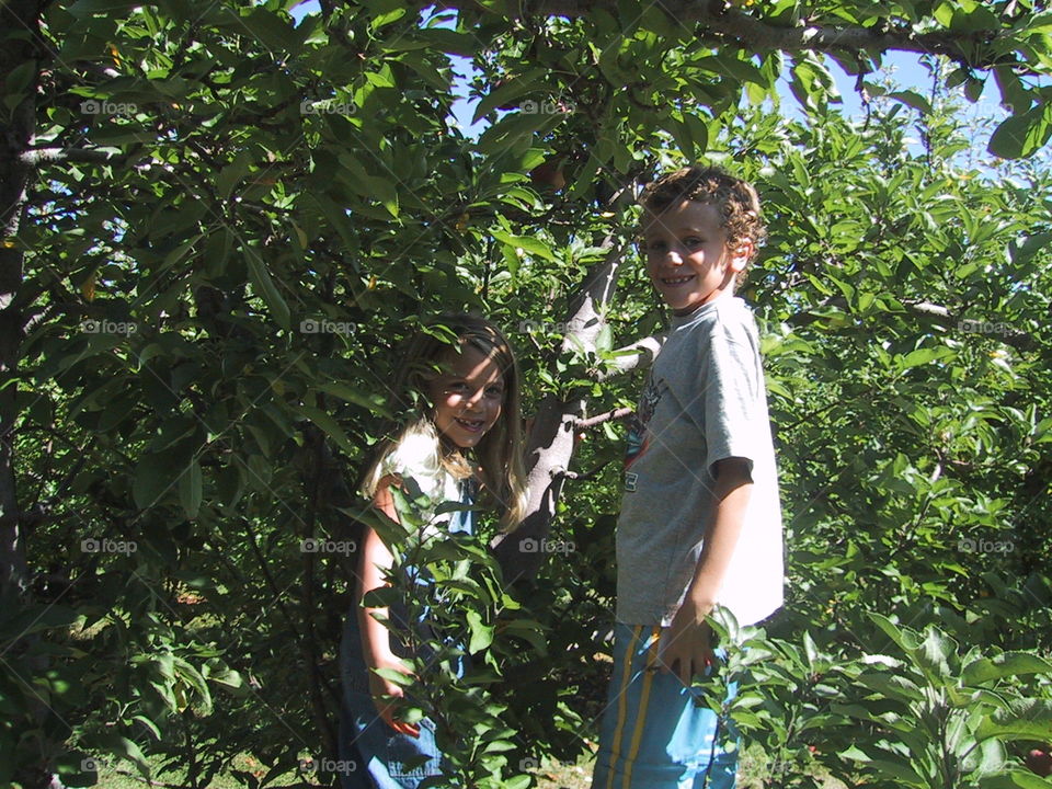 Apple Picking 