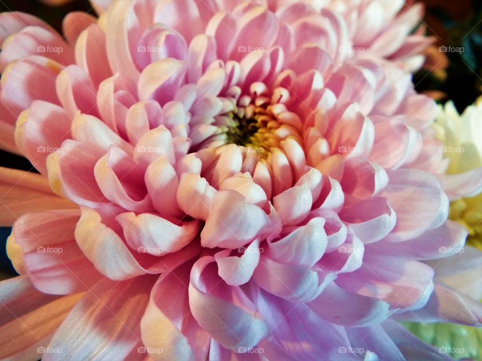 A Pink Chrysanthemum 