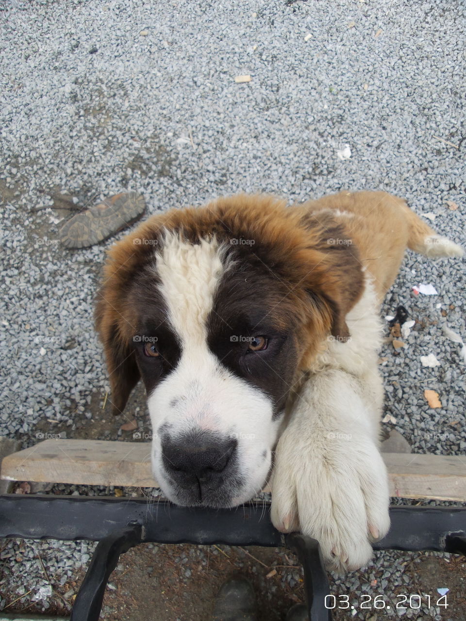 Saint Bernard 