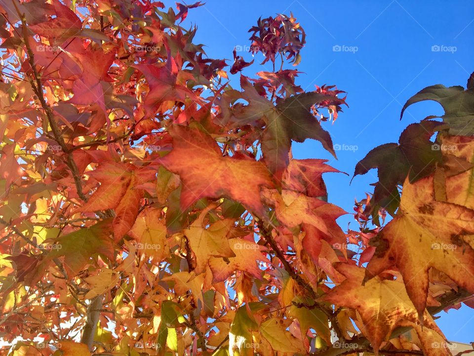 Many colourful leaves with clear blue sky.