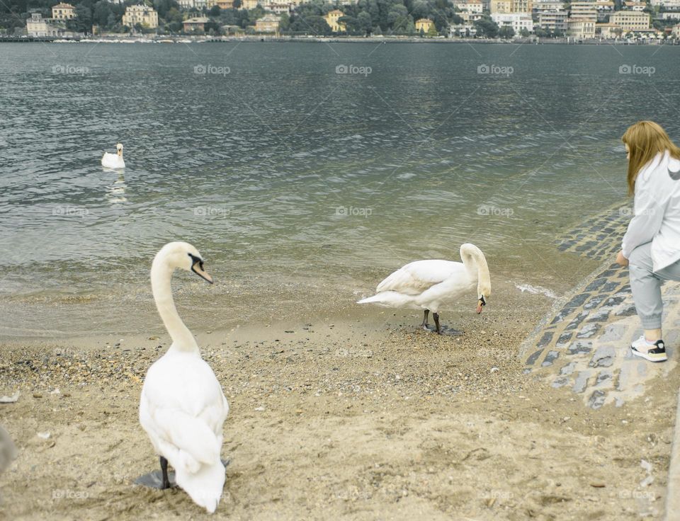 Swans on Lake Como, Italy