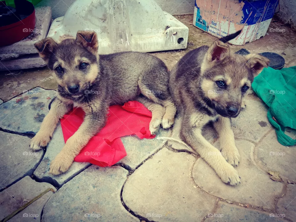 dogs