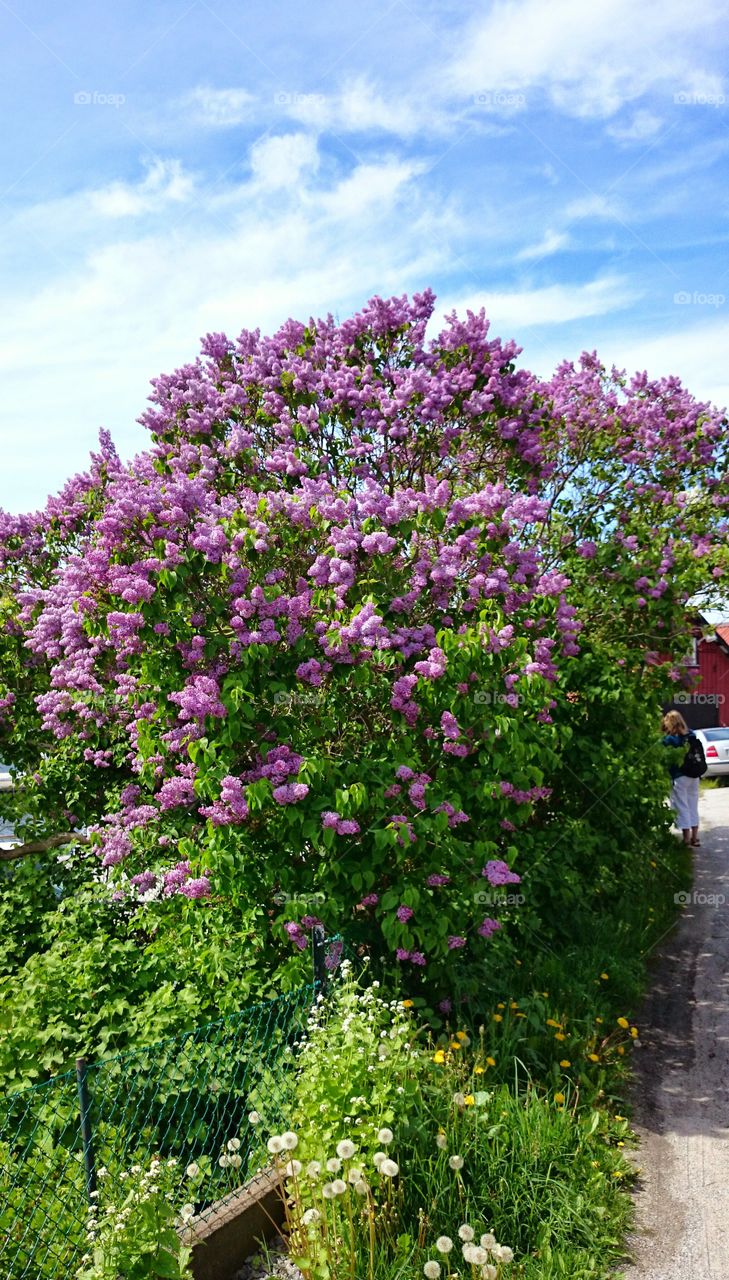 lilacs blossom . lilacs blossom 