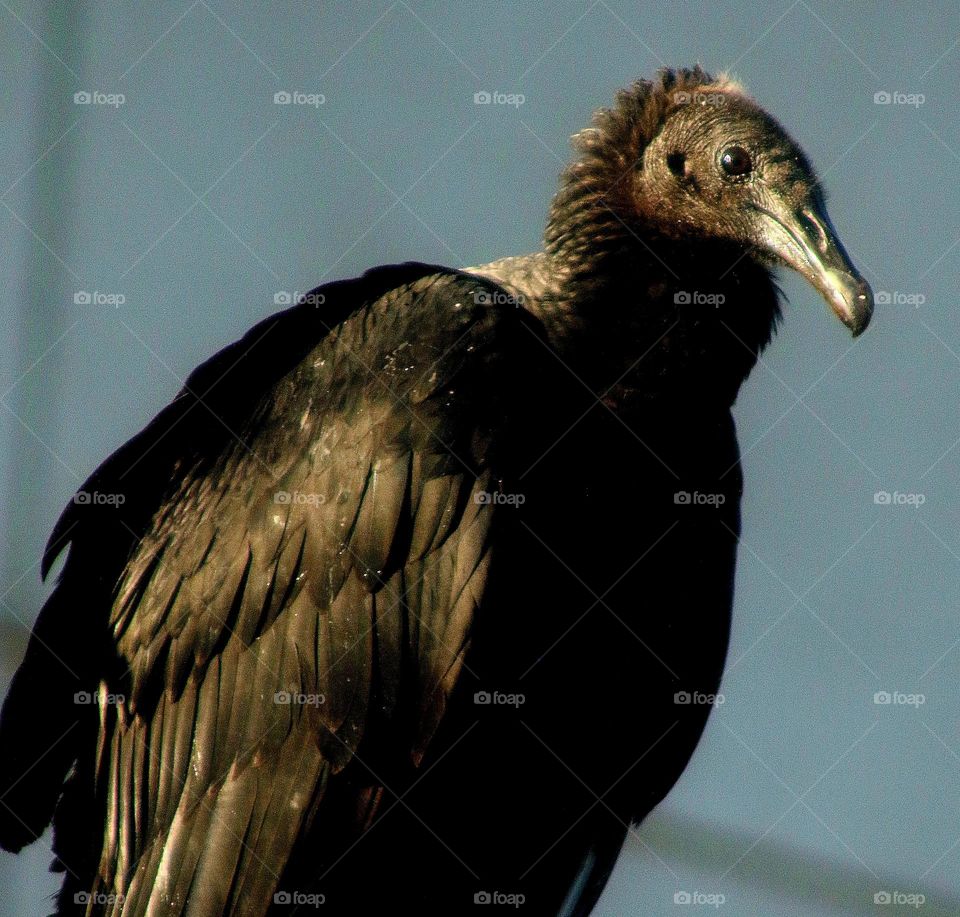 Black Vulture in Arizona