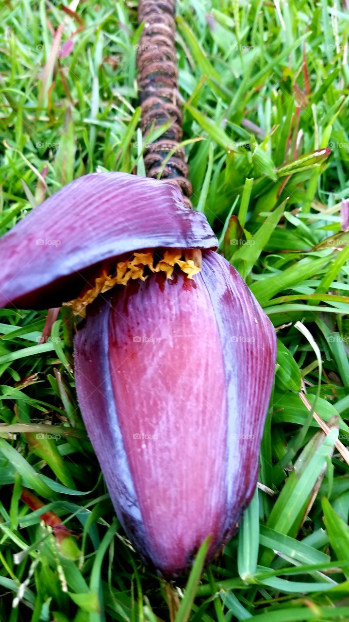 Banana seed flower,Big Island