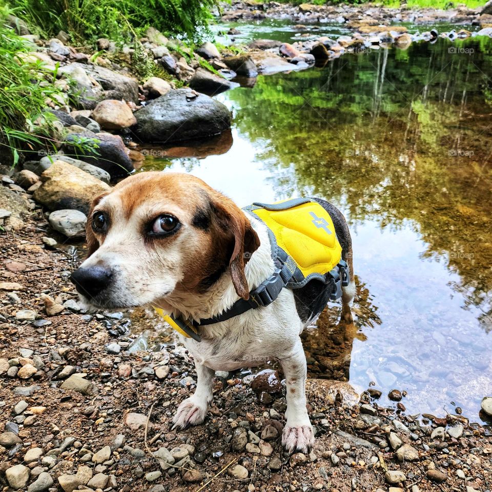 A dogs favorite summertime outfit: their lifejacket, because that means swimming!