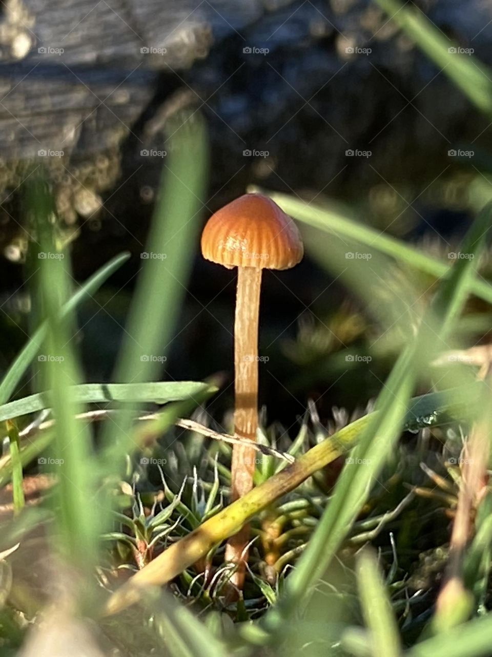 Little, cute mushroom