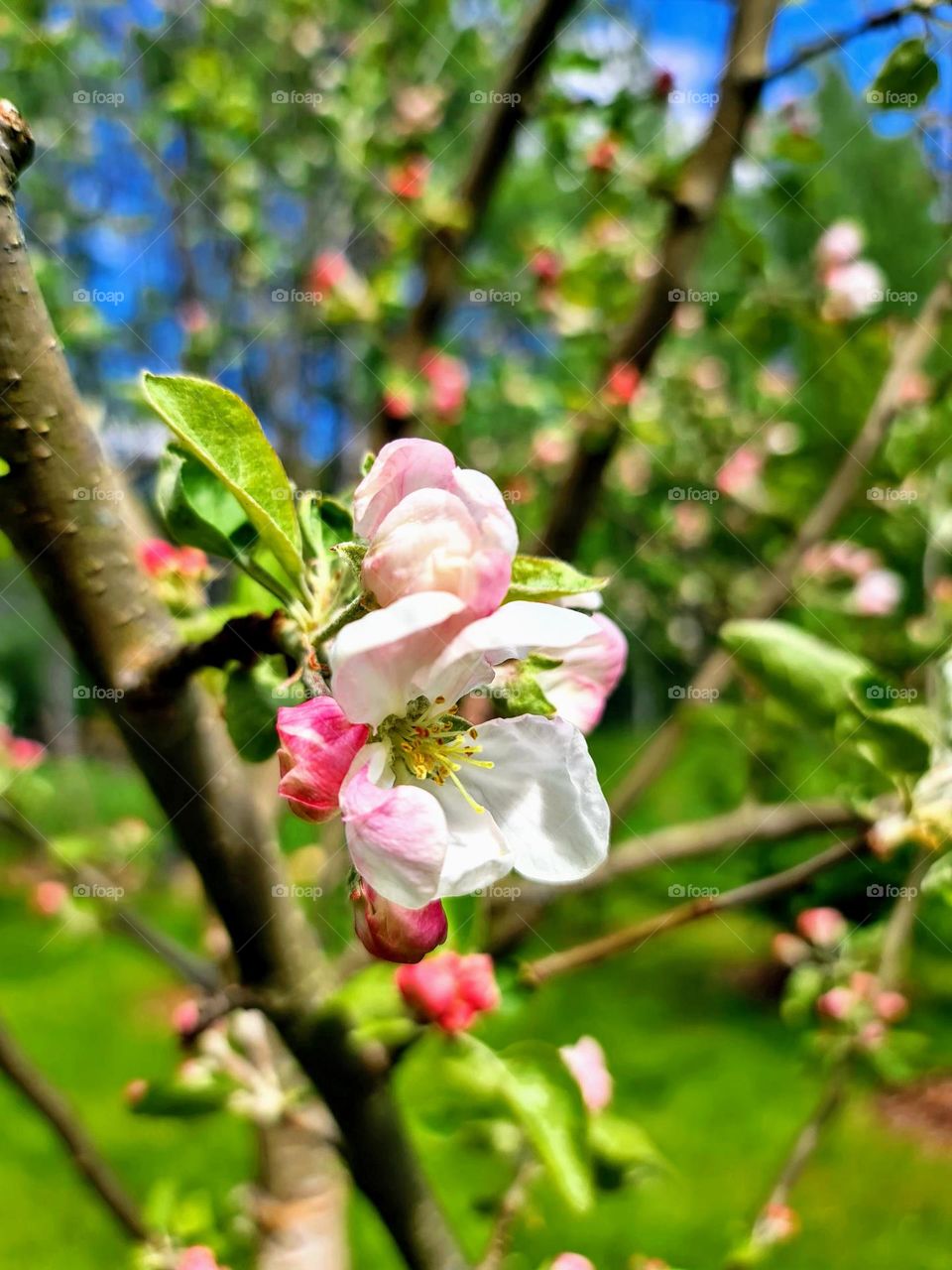 Close up of the blooming apple tree flowers with blurry branches, green grass and bright blue sky on the background 