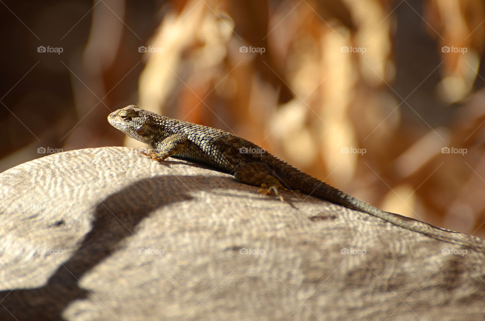 Macro of a lizard