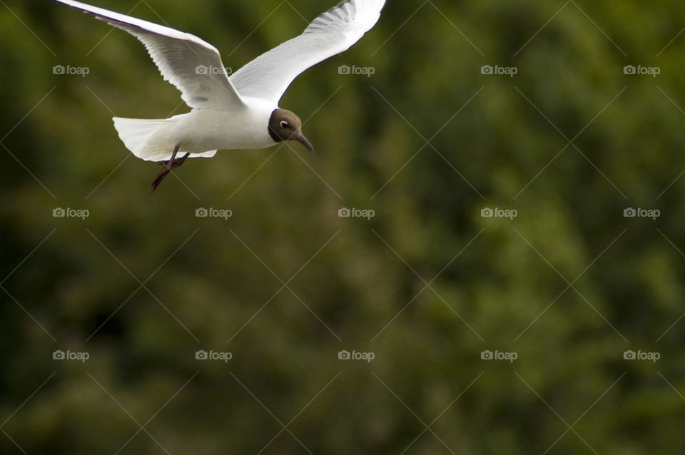 Black-headed gull